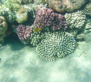 Bunte Korallen