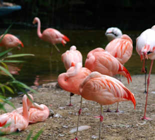 Flamingos