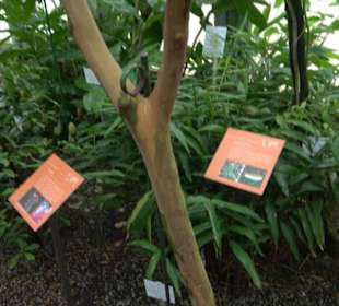 Tropicarium
