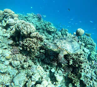 Schnorcheln Makadi Bay