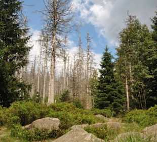 Nationalpark Harz