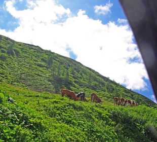 Rinder am Berg oft auch auf der Fahrbahn