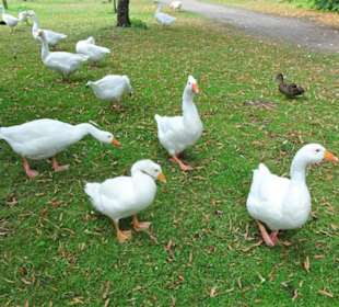 Gänsefamilie in den Graftanlagen