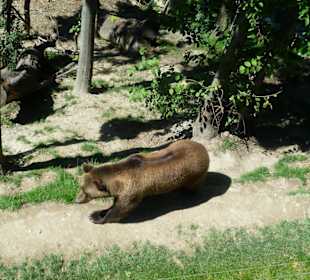 Bärenpark Bern