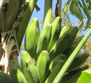 Banane