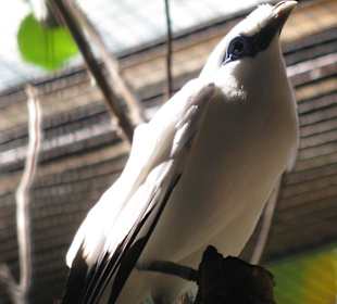 В зоопарке Бали