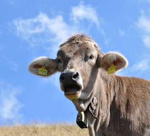 Das trifft man in den Bergen!