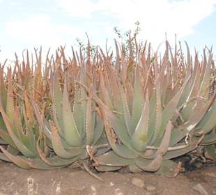 Landschaft nahe Tefia