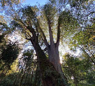 Alishan National Forest Recreation Area
