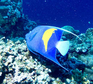 Tauchbasis Extra Divers El Quseir