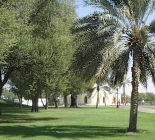 Schattenspendende Bäume im Park