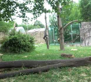 Tierpark Hellabrunn - Welt der Affen