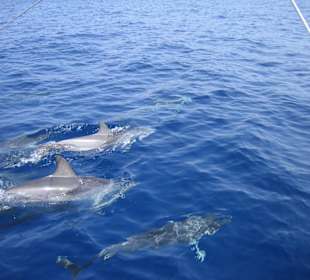 Katamaran Tour zu den Delphinen
