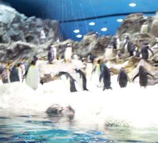Pinguine