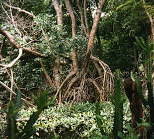 Ausflug-Cayo-Leventado