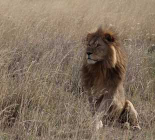 Löwe in der Serengeti