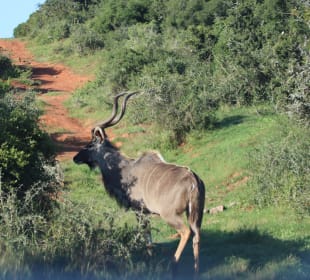 ....ich werde bis 350 kg schwer!