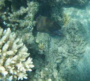 Gymnothorax flavimarginatus 