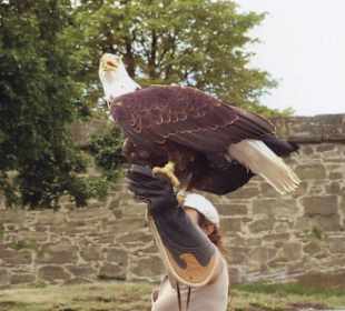 Greifvogelschau Riegersburg