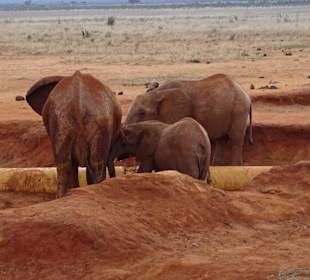 Elefanten an der Wasserleitung nach Mombasa