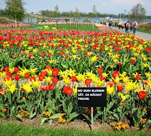 Tulpenfelder am Seepark
