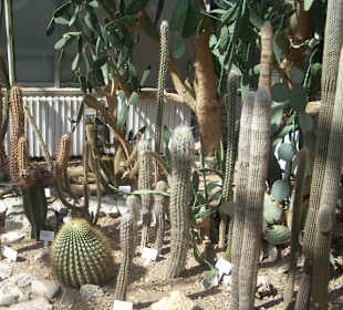 Orto botanico di Praga