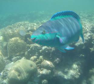 Schnorcheln am Hausriff