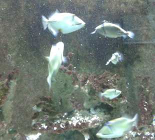 Aquarium in Hurghada