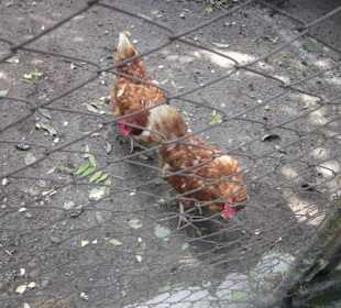 Ländliche Idylle in Peglio