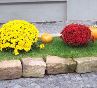 Chrysanthemen Show