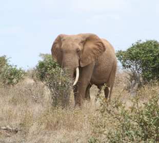 Eindrücke im Tsavo Ost; Elefanten