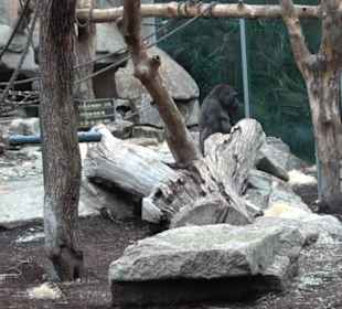 Tierpark Hellabrunn - Welt der Affen