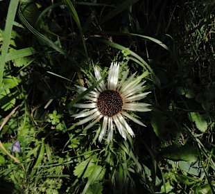 Silberdistel auf dem Weg zur Alpe Topfen