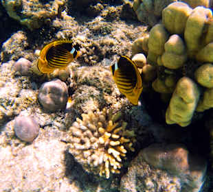 Schnorcheln Marsa Alam