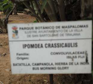 Parque Botánico de Maspalomas 13-02-2013