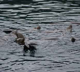 Seelöwen im Hafenbecken