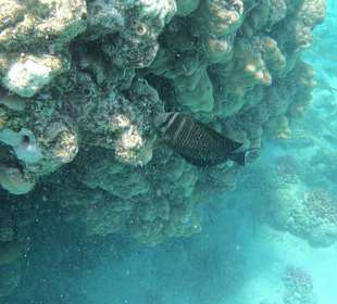 Tauchbasis Tauchen unter Freunden