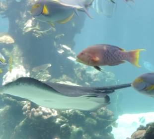 Im Aquarium unterwegs