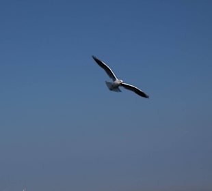 Möwen fliegen die Seebrücke an