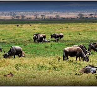 Gnu w Amboseli 