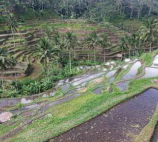 Blick auf die Terrassen