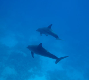 Delfin Tour Hurghada