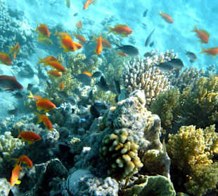 Fort Arabesque - Fische