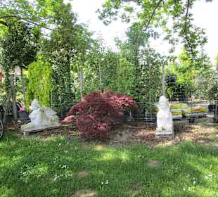 Peterhof-Pflanzen in Hanhofen