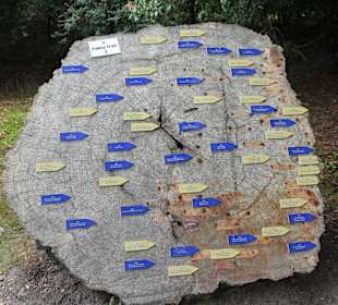 Baumstamm in den Gärten von Exbury