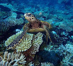 Schildkröte bestellt ein Bier