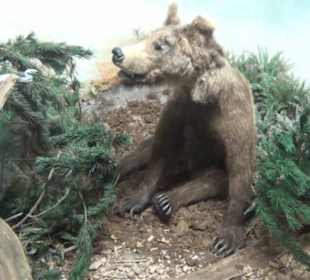 Museum Jagdtier + Vogelkunde