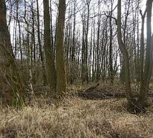 Naturschutzgebiet Boberger Niederung