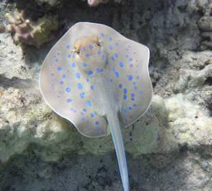 Schnorcheln Marsa Alam