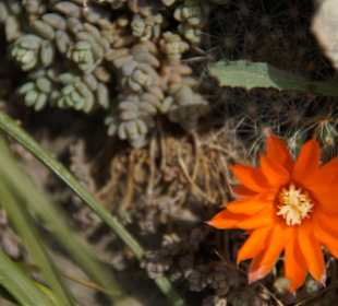 Pflanzen im Jardin Exotique